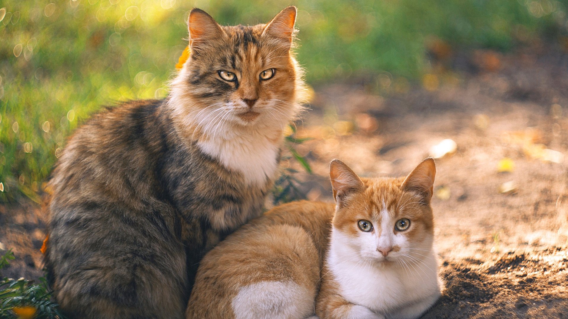 隔空暗战，F1最孤独战役如何缔造历史与埋葬悬念？