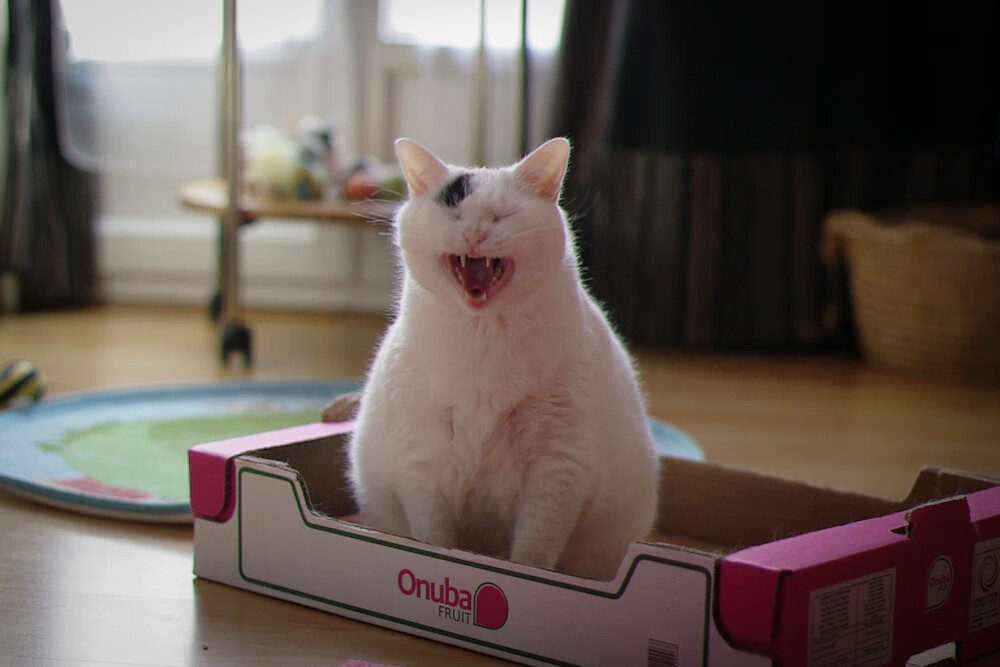 冰岛对阵日本，当苏亚雷斯在记忆的赛场点燃火焰