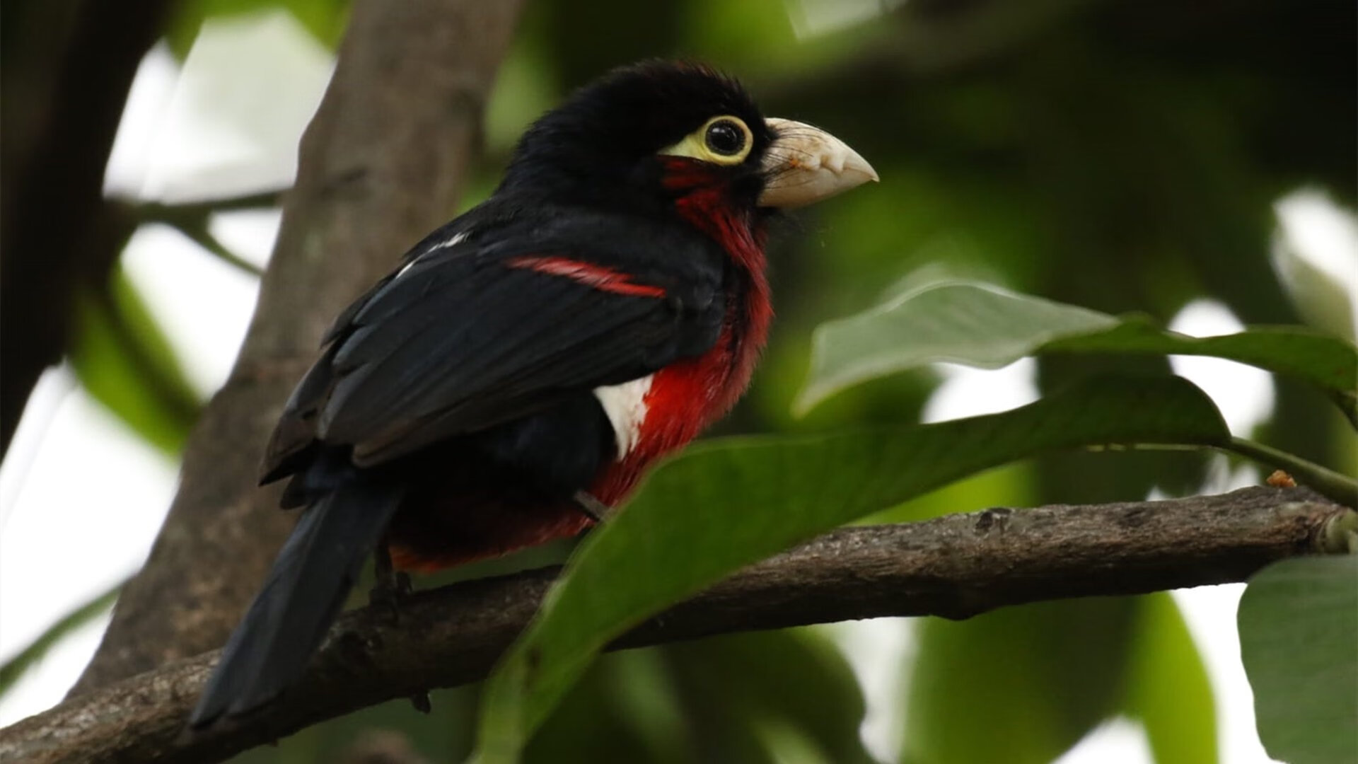 绿茵传奇的叹息,当欧冠硝烟中飘过加勒比海风