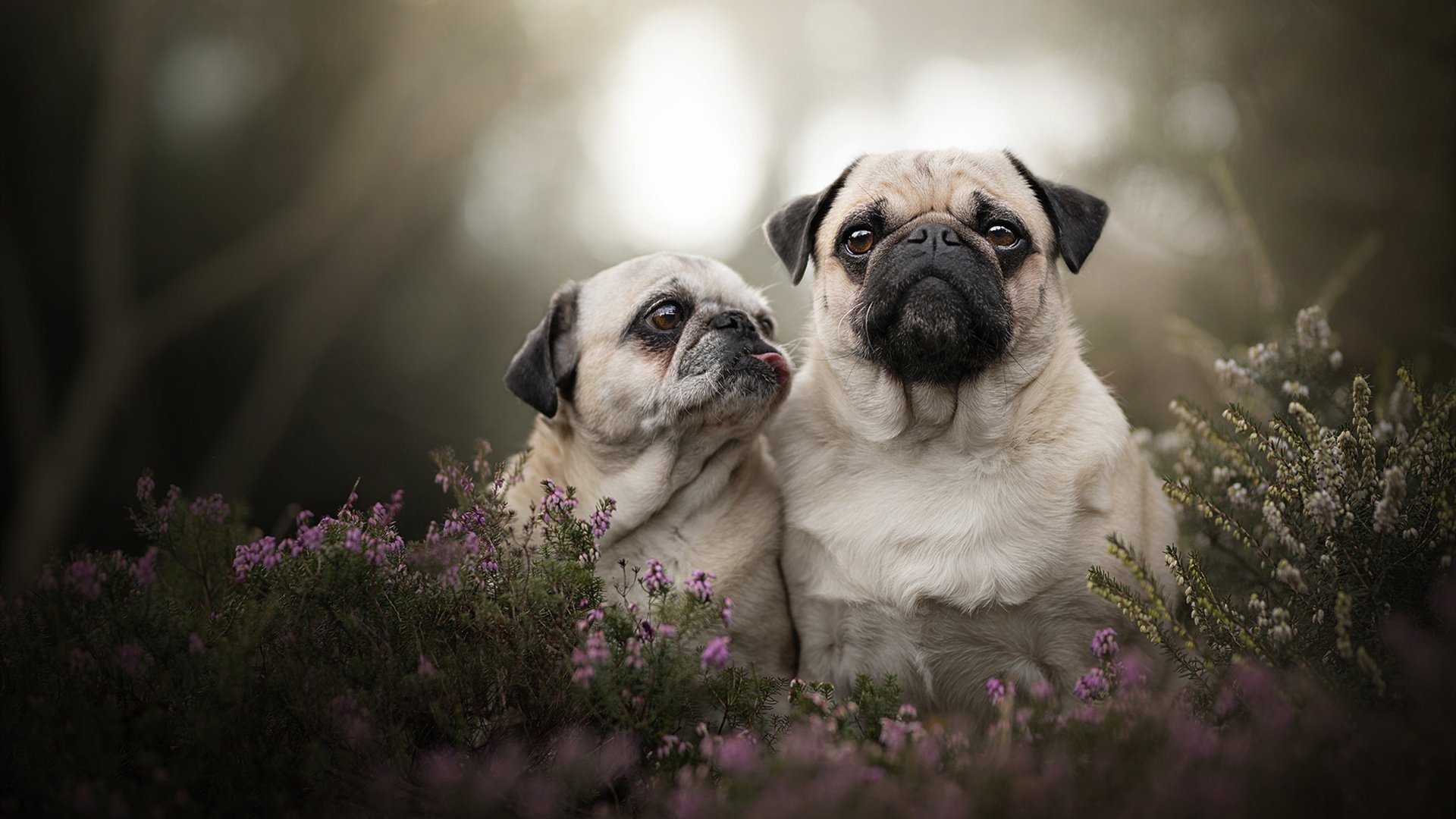 爱游戏体育-不是第一名，却点燃所有目光，范弗利特，争冠之夜那个意外的焦点