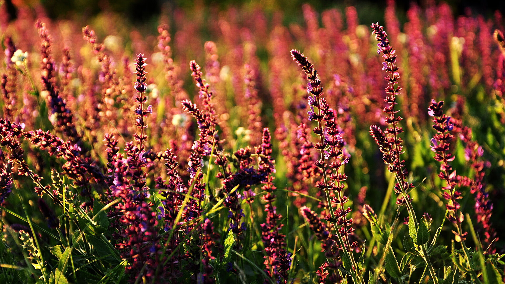 唯一射穿神话的箭，阿尔瓦雷斯爆发，马里节奏掌控希腊