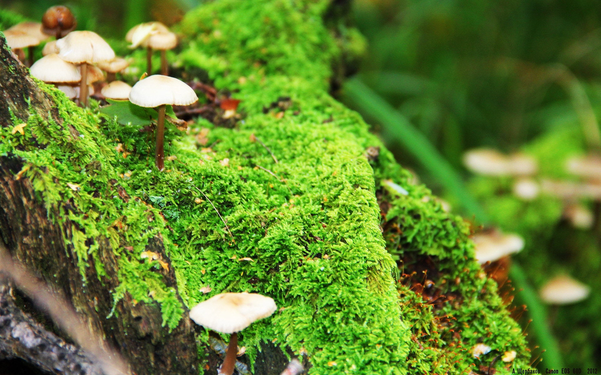 铁壁防守终结国王，锡安暴走提前锁定胜局