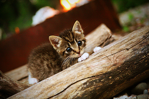 北京队对阵雄鹿，霍勒迪在NBA赛场上刷新纪录，历史与瞬间的碰撞