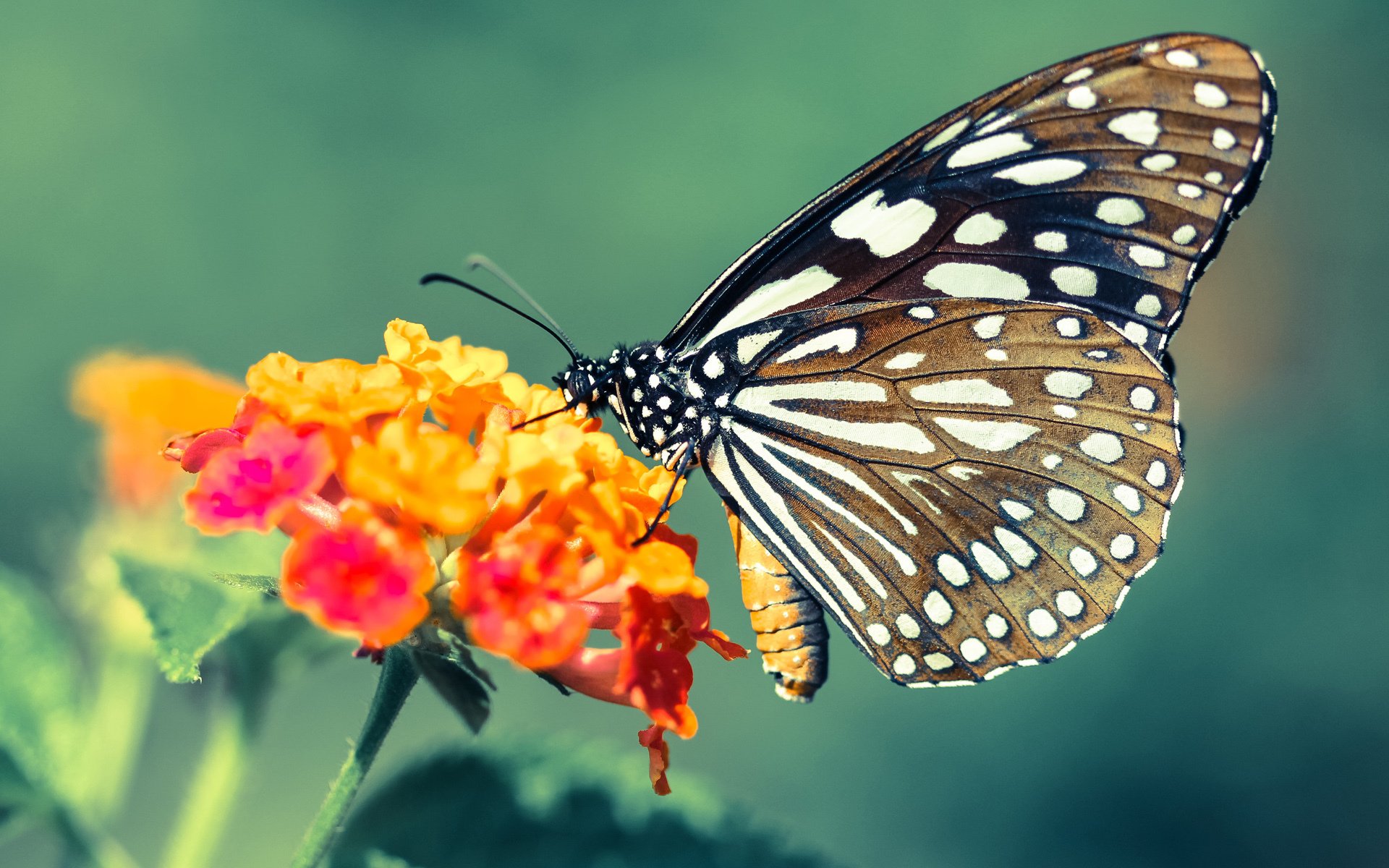北境城墙轰然倒塌，当福克斯的闪电刺穿猛龙的铁壁防线