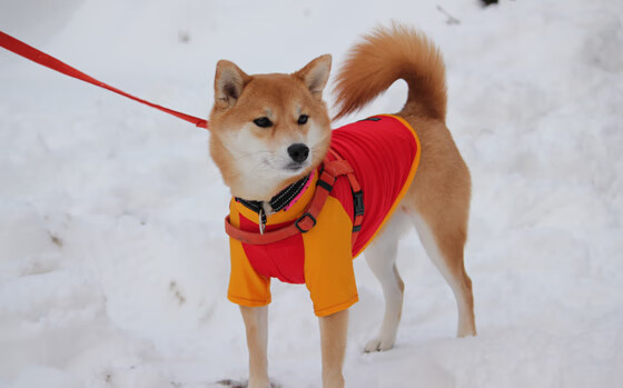 李刚仁关键先生显神威，拜仁慕尼黑友谊赛掀翻伊朗国家队