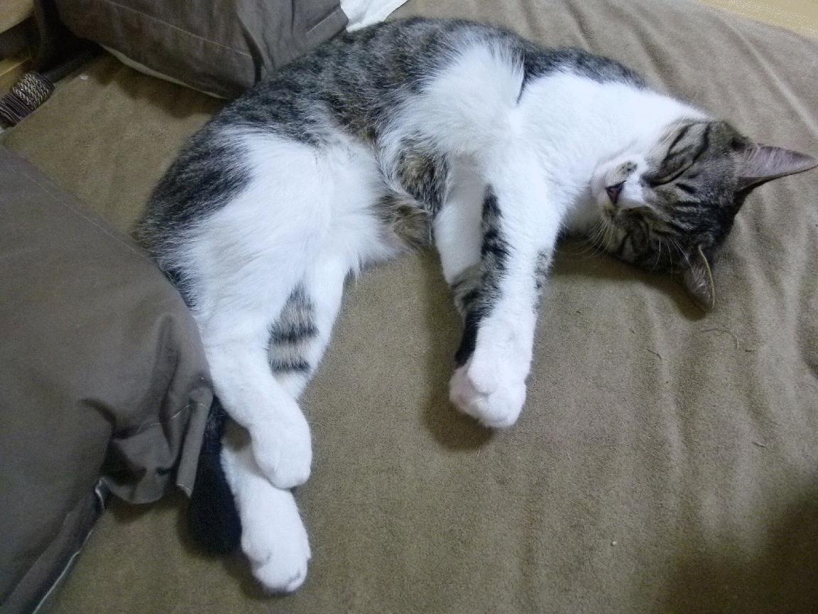 战术跨界启示录，NBA季后赛中的塞维利亚式防守如何压制洪都拉斯风暴