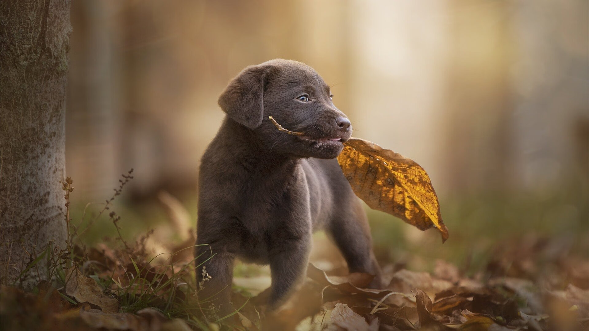 虚妄时间线，当快船压哨绝杀辽宁，莫兰特在F1赛道上空接管引擎