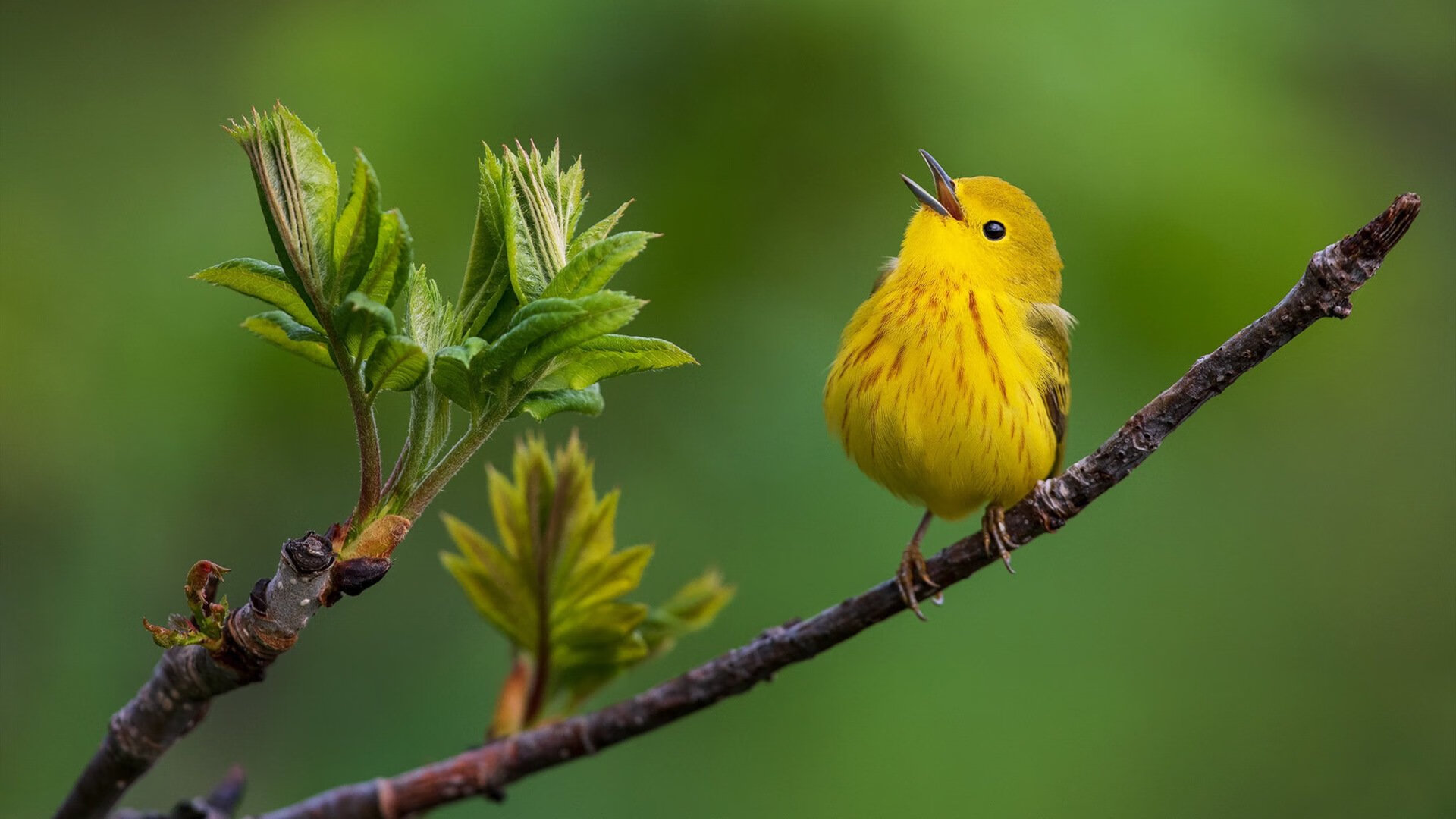 布伦森狂飙40分破壁，火箭硬仗击退浙江取关键胜利