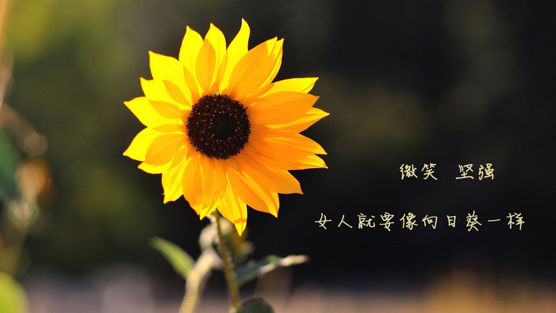 拉什福德的沉默,2026年世界杯B组,喀麦隆与伊朗之战唯一的地鸣